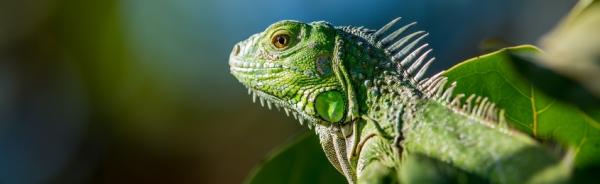 Image for event: Sask Reptile Show
