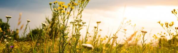 Image for event: Gardening with Native Prairie Plants