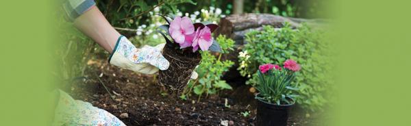 Image for event: Tips for Container Gardening