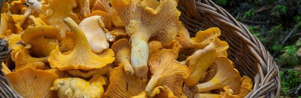 Image for event: Hunting Wild Mushrooms with Untamed Feast