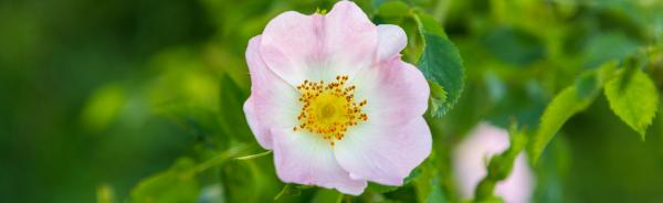 Image for event: Prairie Rose Mastery With Sheila Bonneteau
