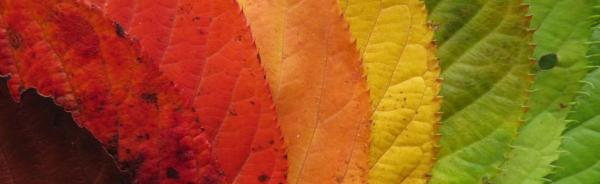Image for event: Fall Storytime