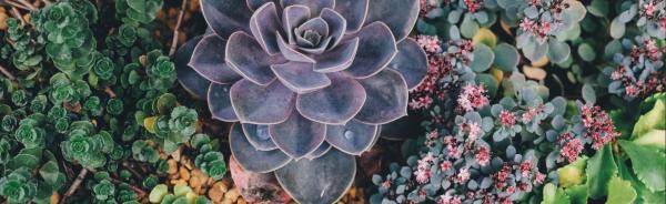 Image for event: Growing Succulents