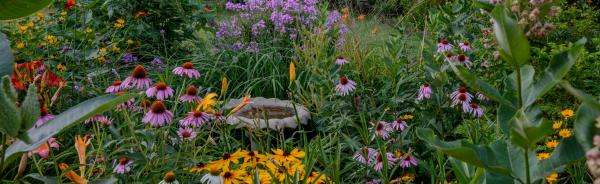 Image for event: Native Prairie Flower Garden With Sheila Bonneteau 
